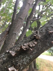 Stereum subtomentosum