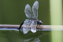 Rhionaeschna multicolor