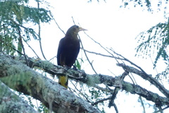 Psarocolius angustifrons