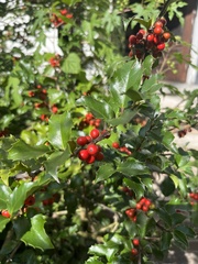 Ilex