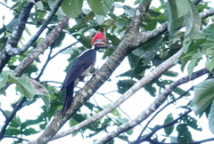 Dryocopus lineatus