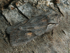 Lithophane furcifera