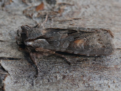Lithophane furcifera