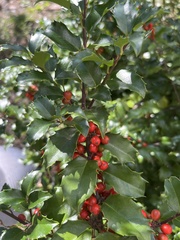 Ilex