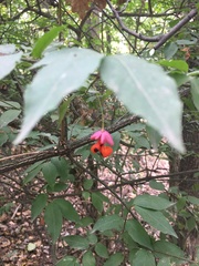 Euonymus verrucosus
