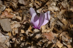 Cyclamen hederifolium