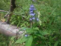 Lobelia amoena