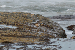 Charadrius marginatus