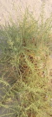 Caroxylon imbricatum