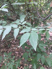 Euonymus verrucosus