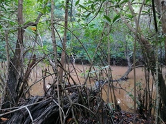 Rhizophora mangle