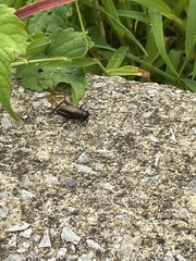 Gryllus pennsylvanicus