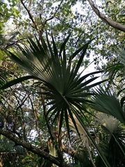 Sabal mexicana