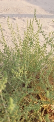 Caroxylon imbricatum