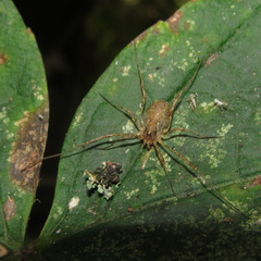 Paroligolophus