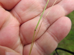 Festuca myuros