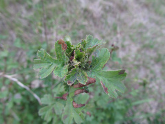 Dasineura crataegi