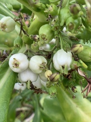 Scaevola taccada