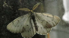 Cingilia catenaria