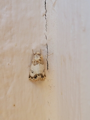 Noctuoidea