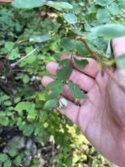Symphoricarpos albus