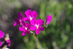 Pelargonium echinatum