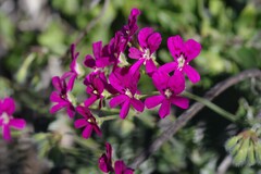 Pelargonium echinatum