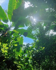 Musa