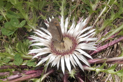 Erebia