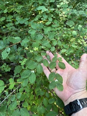 Symphoricarpos albus