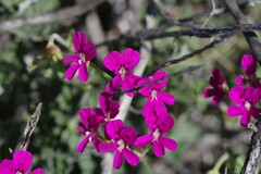 Pelargonium echinatum
