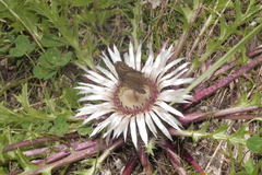 Erebia