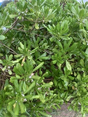 Scaevola taccada