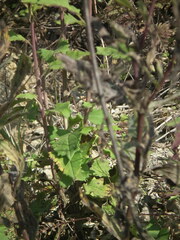 Saussurea ussuriensis