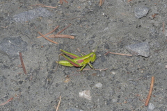 Euthystira brachyptera