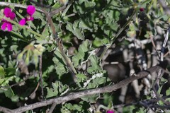 Pelargonium echinatum