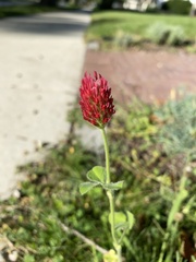 Trifolium incarnatum