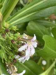 Scaevola taccada