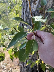 Populus trichocarpa