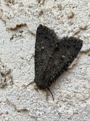 Noctuidae
