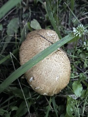 Agaricus augustus