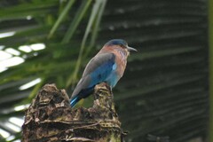 Coracias benghalensis