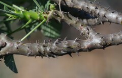 Pelargonium echinatum