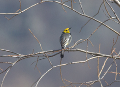 Motacilla citreola