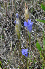 Gentianopsis crinita