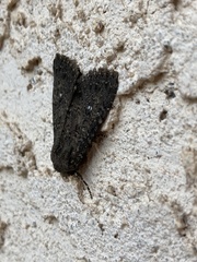 Noctuidae
