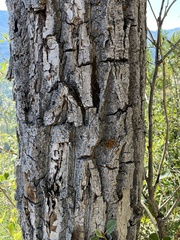 Populus trichocarpa