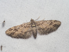 Eupithecia unicolor