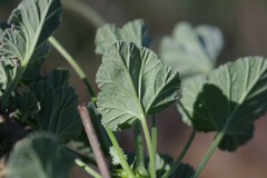 Pelargonium echinatum