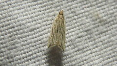 Helcystogramma hystricella